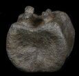 Edmontosaurus (Hadrosaur) Vertebrae - Montana #35955-5